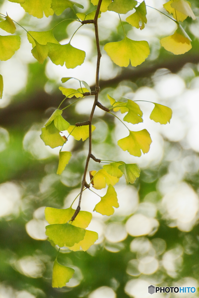 Ginkgo