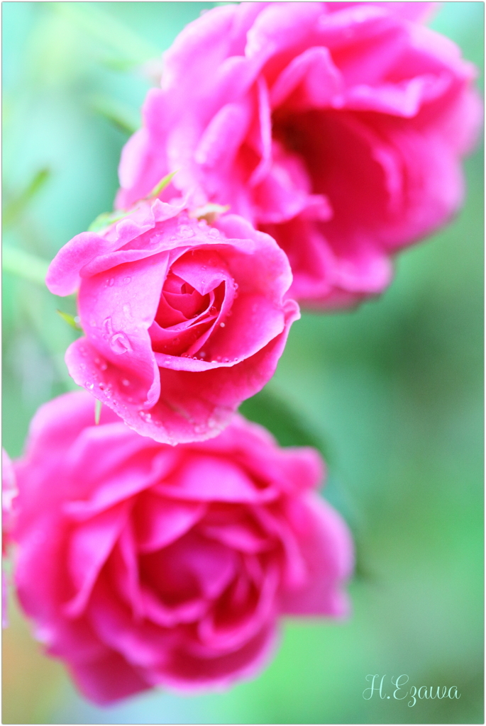 ちいさな秋薔薇