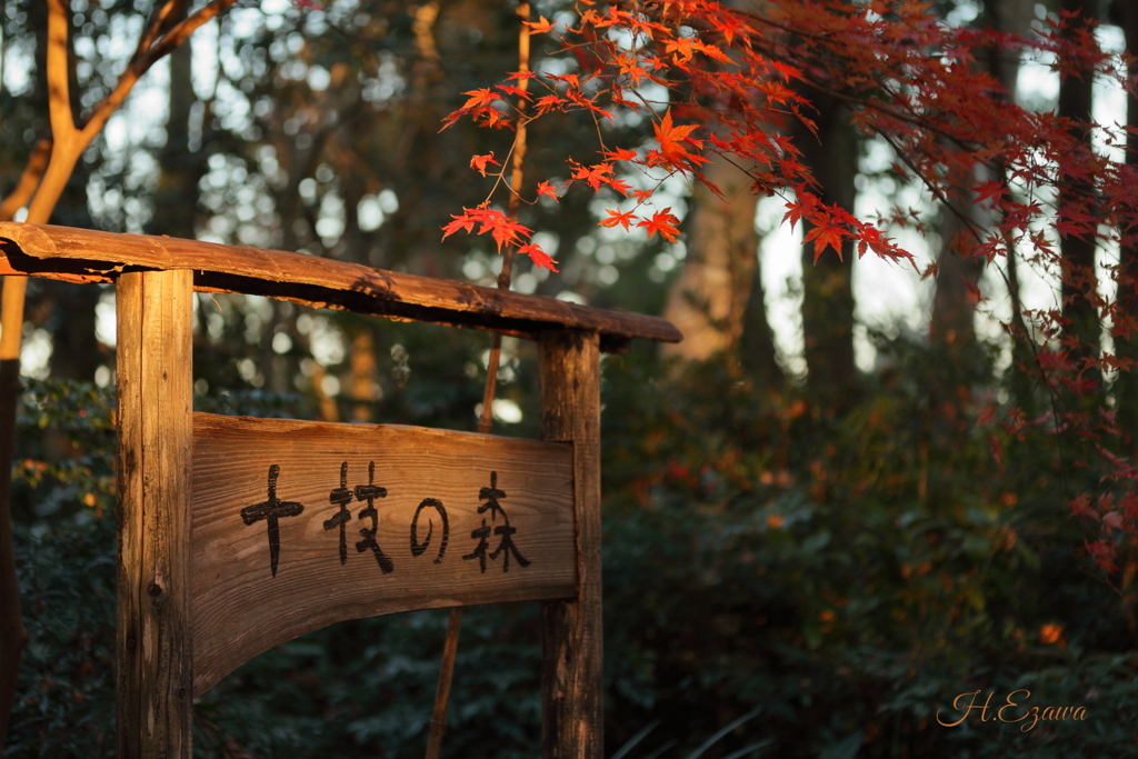 十枝の森