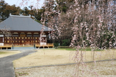栄福寺の枝垂れ桜2