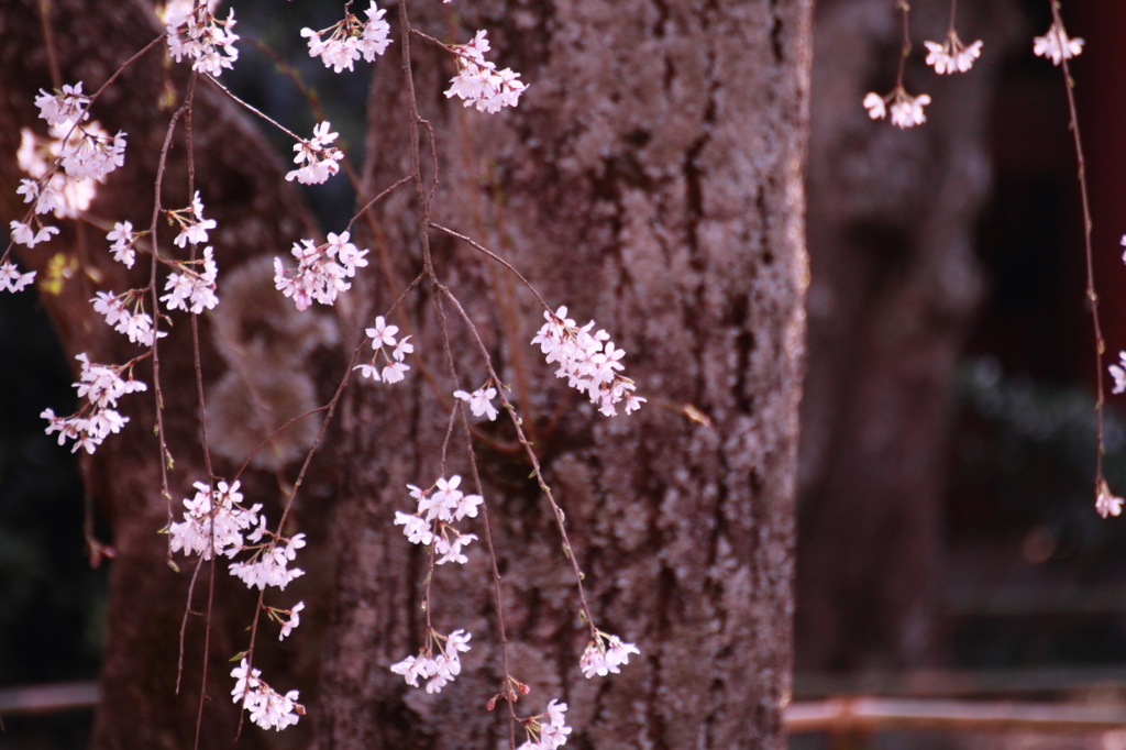 枝桜