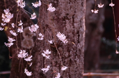 枝桜