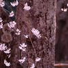 枝桜