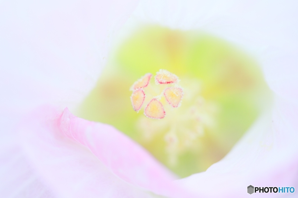 繊細の美