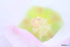 繊細の美