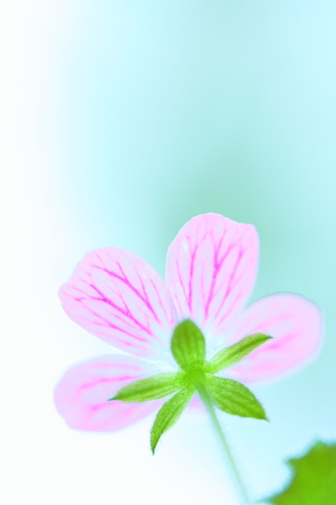 ひめ