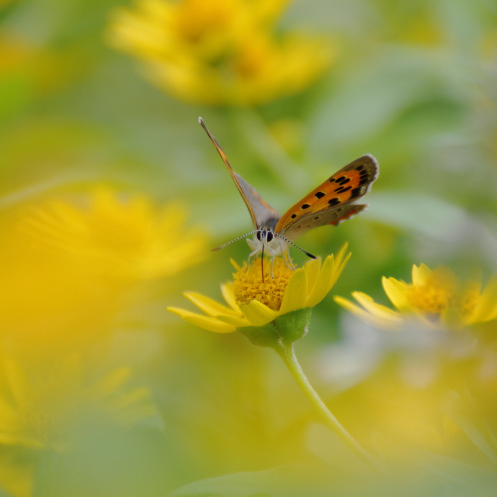 秋の花園