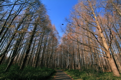 冬の散歩道