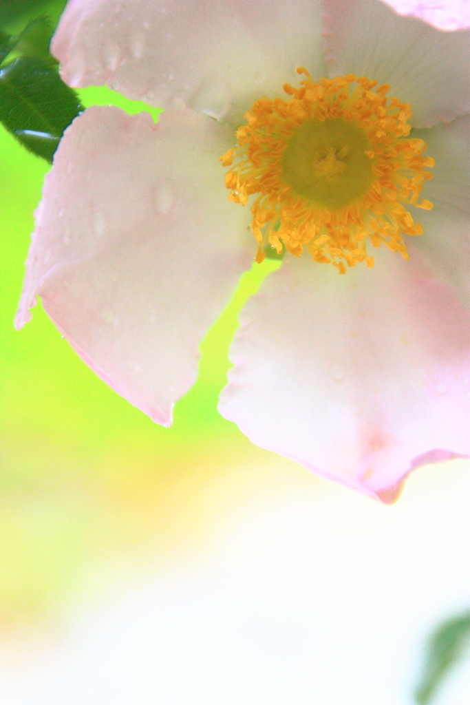 気持ちのいい雨