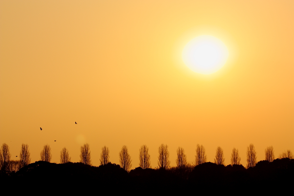 ポプラ並木の夕日