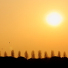 ポプラ並木の夕日