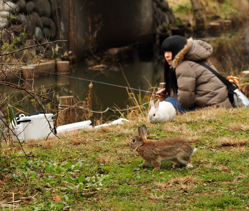 公園のうさぎ