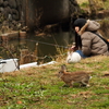 公園のうさぎ