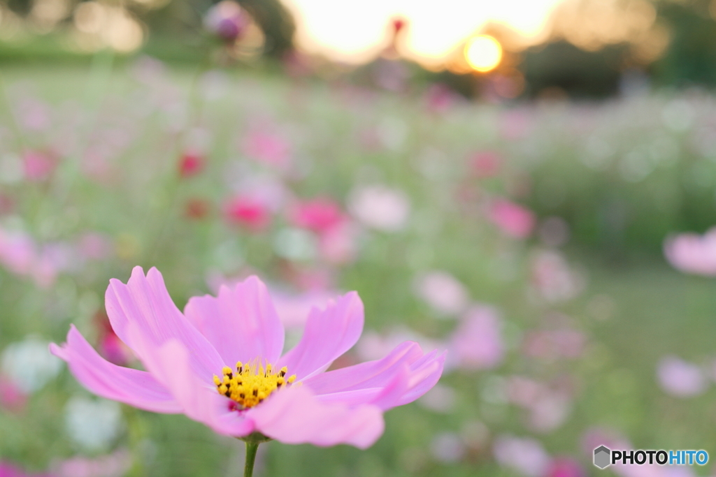 夕暮れ秋桜