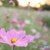 夕暮れ秋桜