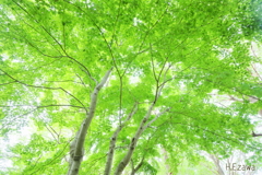 爽緑