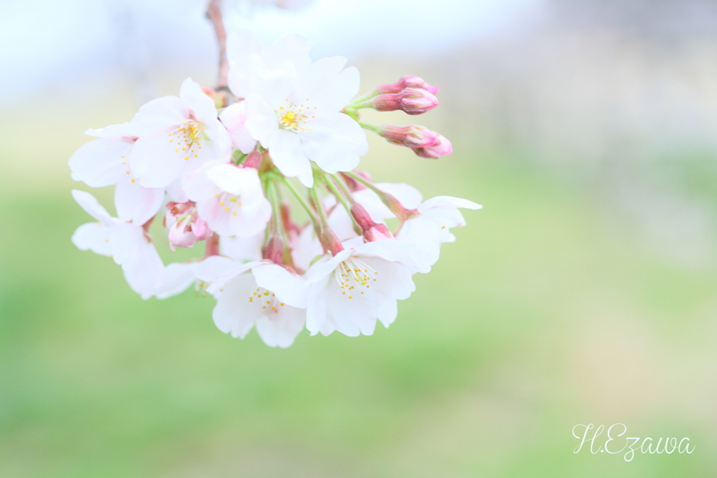 SAKURA bouquet