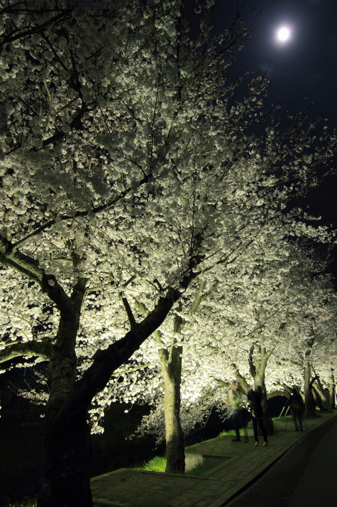 月見桜