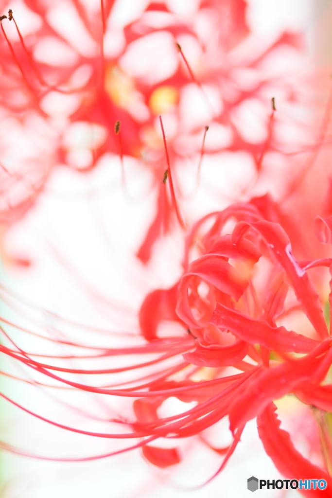 Red curve