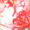 Red curve