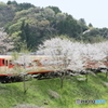 桜の中を駆け抜ける