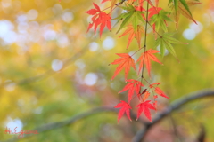 紅葉（十枝の森6）