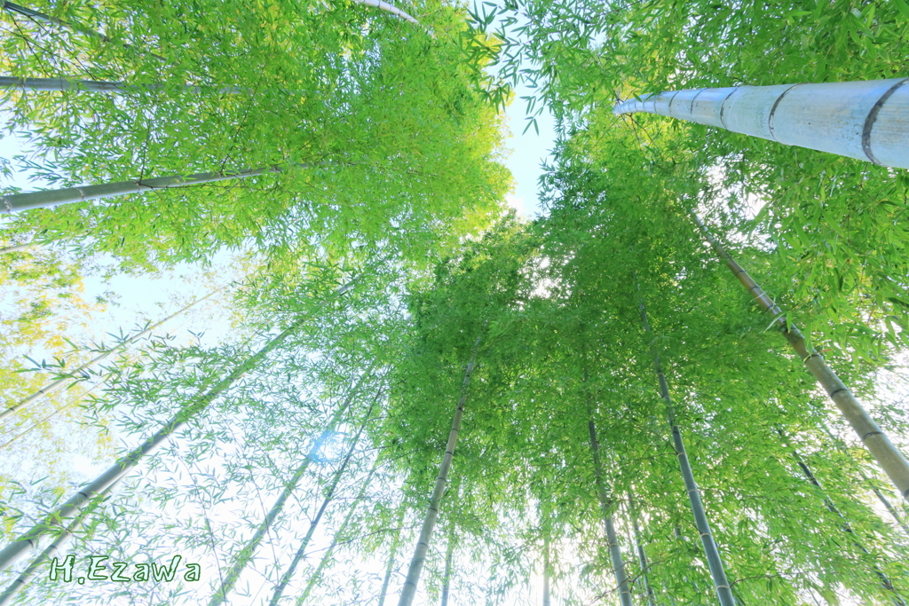 竹林の空