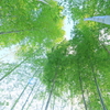 竹林の空