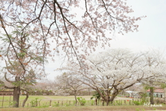 牧場の桜