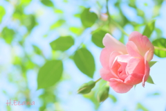 草笛の丘の薔薇12