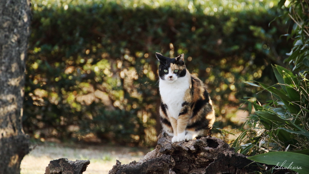 公園のねこⅢ