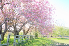 牧場の八重桜