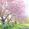 牧場の八重桜