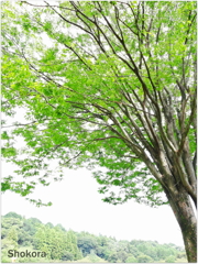 Late summer green