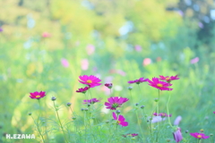 コスモス畑2