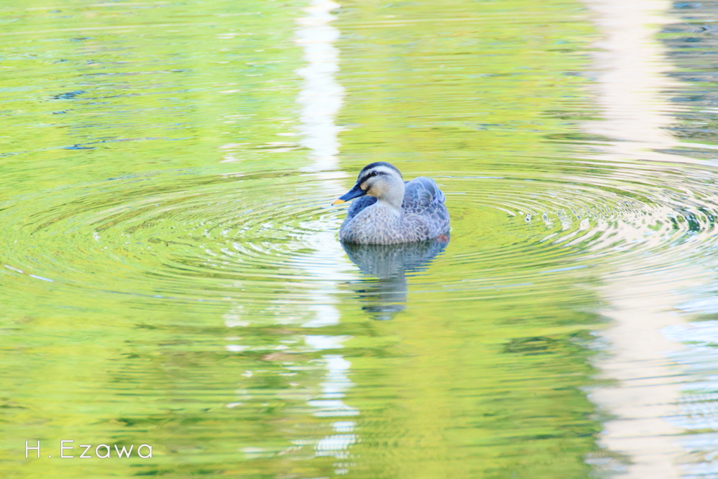 green ripples