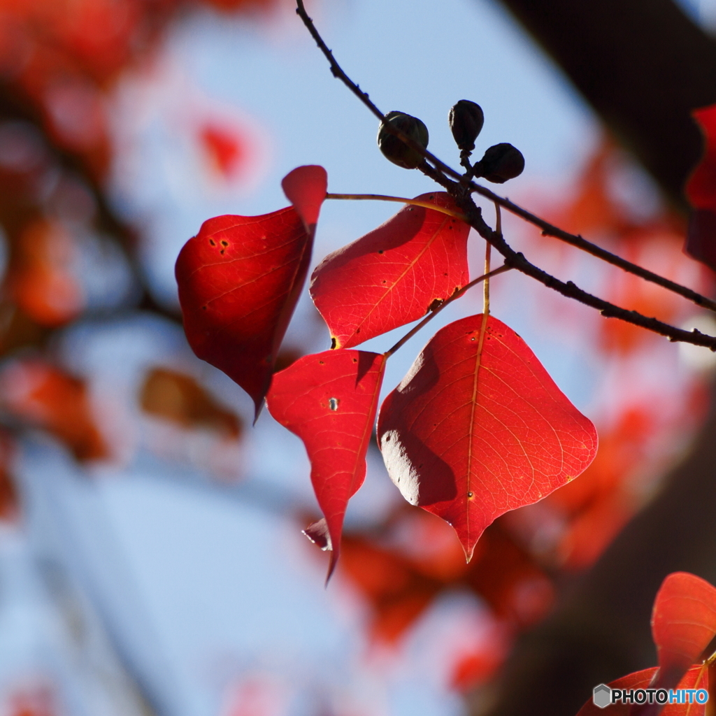 Bright red