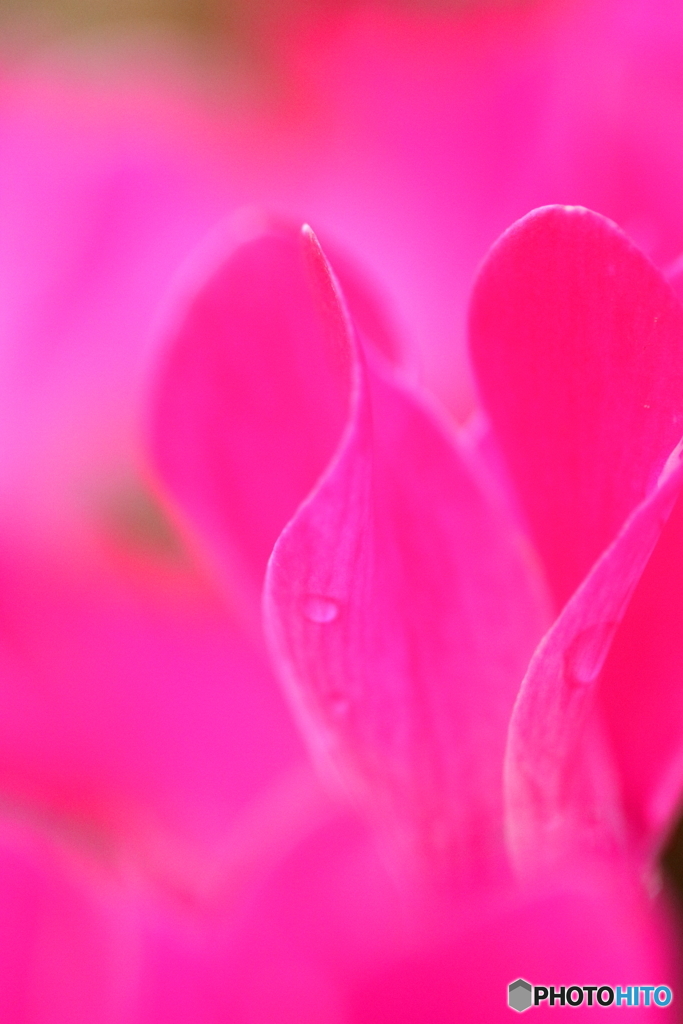 Pink wave