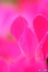 Pink wave