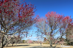 紅梅