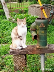 農家のねこ