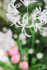 White fairy