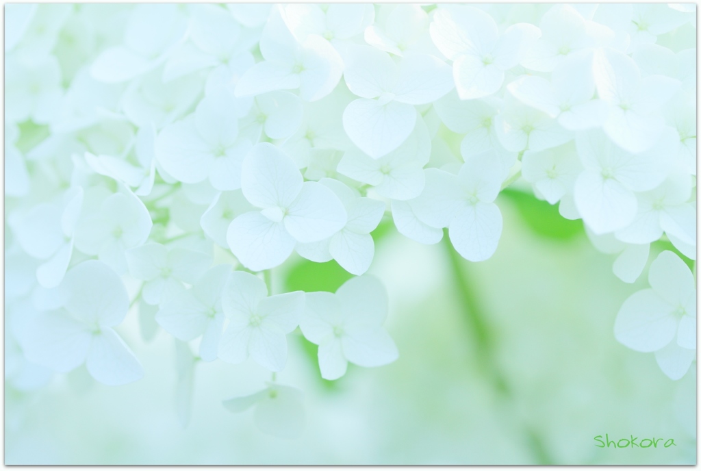White and green