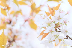 山桜3
