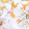 山桜3