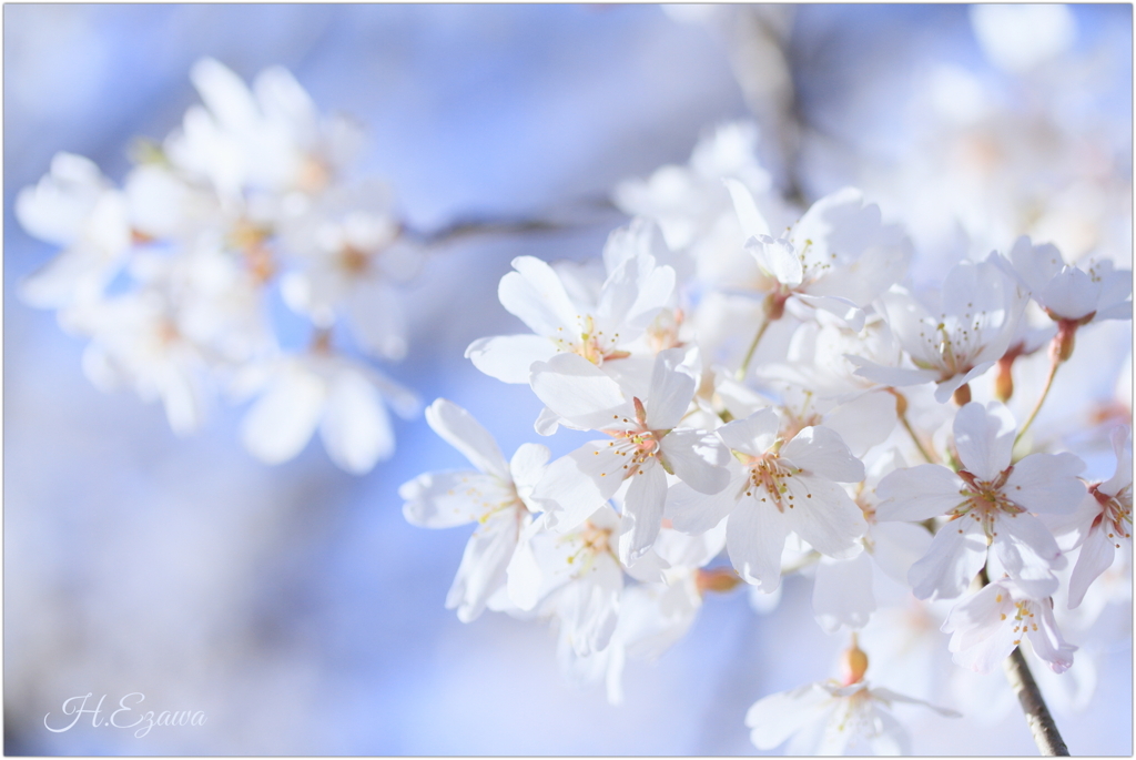 栄福寺の枝垂れ桜10