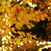 イルミ+紅葉
