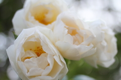Rose bouquet