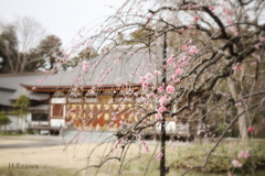 栄福寺の枝垂れ梅