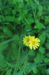 草むらに寄り添って